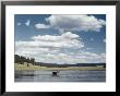 A Bull Moose Wades Through A Lake Where He Has Come To Feed On Aquatic Plants by Dr. Maurice G. Hornocker Limited Edition Print