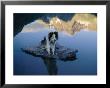 A Dog Perches Upon A Rock In The Middle Of A Glassy Lake by Joel Sartore Limited Edition Print