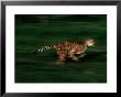 A Cheetah Named Kenya Runs At The Home Of Its Trainer by Michael Nichols Limited Edition Print