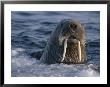 Close View Of A Surfacing Female Atlantic Walrus by Paul Nicklen Limited Edition Print
