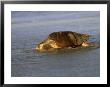Pacific Ridley Sea Turtle, Oaxaca, Mexico by Patricio Robles Gil Limited Edition Print