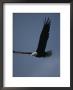 An American Bald Eagle In Flight by Roy Toft Limited Edition Pricing Art Print
