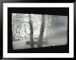A View Looking Out Through A Steamy Window At A Winter Landscape by Jodi Cobb Limited Edition Print