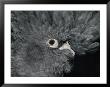 The Ruffled Feathers On The Head Of A Red-Tailed Black Cockatoo by Jason Edwards Limited Edition Print