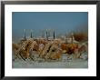 Ghost Crabs (Ocypode Albicans) Scuttling In Formation by Michael Nichols Limited Edition Print