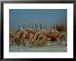 Ghost Crabs (Ocypode Albicans) Scuttling In Formation by Michael Nichols Limited Edition Pricing Art Print
