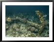 An Encrusted Anchor Sits On The Ocean Floor Off The Coast Of Key Largo, Florida by Wolcott Henry Limited Edition Print
