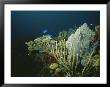A View Of An Active Reef With Corals, Fish, Sea Fans, Etc by Raul Touzon Limited Edition Print