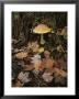 Maple Leaves Frame A Fly Agaric Mushroom by Lowell Georgia Limited Edition Pricing Art Print