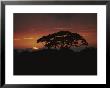 A Rain Forest Tree Silhouetted Against The Evening Sky by Michael Melford Limited Edition Pricing Art Print