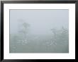 Cotton Grass Swamp And Spruce Trees In Fog On Brocken Mountain by Norbert Rosing Limited Edition Print