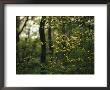 A Woodland View With American Holly Tree In Foreground by Raymond Gehman Limited Edition Print