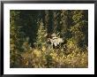 A Moose In Denali National Park by Paul Nicklen Limited Edition Print