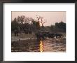 African Elephants Drinking From The Chobe River At Sunset by Michael S. Lewis Limited Edition Print