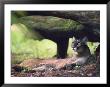 A Florida Panther by Melissa Farlow Limited Edition Print