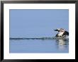 Red-Crested Pochard, Male Landing On Water, Lake Geneva, Switzerland by Elliott Neep Limited Edition Print