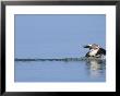 Red-Crested Pochard, Male Landing On Water, Lake Geneva, Switzerland by Elliott Neep Limited Edition Print