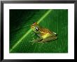Frog, Madagascar by Kenneth Day Limited Edition Print
