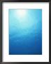 School Of Fish Off Grand Cayman Island, Western Caribbean Sea by James P. Blair Limited Edition Print