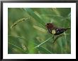 Strawberry Finch Sitting On A Blade Of Grass by Tim Laman Limited Edition Pricing Art Print