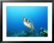 An Endangered Hawksbill Turtle Swims Away From A Diver by Brian J. Skerry Limited Edition Pricing Art Print