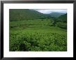 View From A Fern-Covered Hillside Of A Valley North Of Scafell Pike by Joel Sartore Limited Edition Print