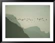 Least Auklets Fly Past The Cliffs Of St. George Island At Dusk by Joel Sartore Limited Edition Print