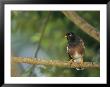 Close View Of A Mynah Bird Perched On A Tree by Tim Laman Limited Edition Pricing Art Print