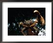 A Crab Perched On A Tree Branch Holds One Of Its Pincers At The Camera by Michael Nichols Limited Edition Print