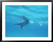 A Spotted Dolphin In The Waters Off The Coast Of Grand Turk Island by Wolcott Henry Limited Edition Print