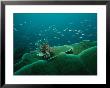 Lionfish And Other Small Fish Swimming Over A Reef Of Large Corals by Tim Laman Limited Edition Print