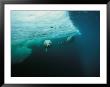 A Whitecoat/Juvenile Harp Seal Swims Gracefully In Icy Canadian Water by Brian J. Skerry Limited Edition Pricing Art Print