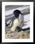 An Adelie Penguin, Pygoscelis Adeliae, Sits At Its Parents Feet by Bill Curtsinger Limited Edition Print