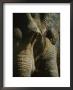 A Close Up Of An Asian Elephant by Vlad Kharitonov Limited Edition Print