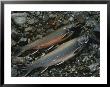 A Pair Of Fresh-Caught Arctic Char by Michael Melford Limited Edition Print