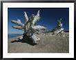 A Shot Of Some Driftwood On A Beach In The Apostle Islands by Raymond Gehman Limited Edition Print