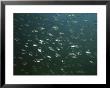 A School Of Cichlid Fish In Lake Malawi by Bill Curtsinger Limited Edition Print