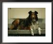 A Shetland Sheepdog On The Back Step Of A Home In Lincoln, Nebraska by Joel Sartore Limited Edition Print