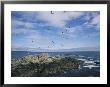 Seabirds Fly Over A Promontory Jutting Into Clayoquot Sound by Joel Sartore Limited Edition Print