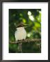 Micronesian Kingfisher Perched On A Tree Branch by Tim Laman Limited Edition Print