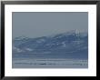 Wapiti Herd, Yellowstone Lake, Yellowstone National Park by Norbert Rosing Limited Edition Print