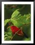 View Of An Iiwi Bird On An Akala Or Hawaiian Raspberry Branch by Chris Johns Limited Edition Print