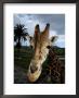 A Giraffe Posing For Its Portrait At The San Diego Wild Animal Park by Wolcott Henry Limited Edition Print