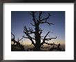 Silhouette Of A Bristlecone Pine, Notch Peak, House Range, Utah by Bill Hatcher Limited Edition Pricing Art Print
