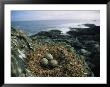 Glaucous-Winged Gull Nest With Three Eggs On Rock by Joel Sartore Limited Edition Print