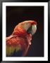 A Close View Of A Macaw by Kenneth Garrett Limited Edition Print