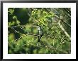 A Tree Swallow Perched On A Tree Branch With New Spring Foliage by Raymond Gehman Limited Edition Print