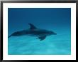 A Spotted Dolphin Sails Past The Coast Of Grand Bahama by Wolcott Henry Limited Edition Print