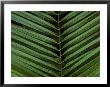 Palm Frond Pattern In The Ecuadorian Rain Forest by Michael Nichols Limited Edition Print