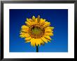 A Single Sunflower Glows Against Blue Sky by Stephen St. John Limited Edition Print